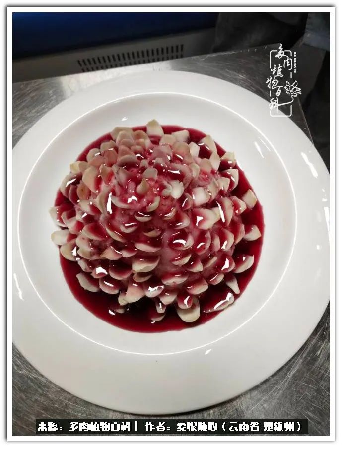 用心种好每一棵多肉,每一棵多肉都是独一无二的