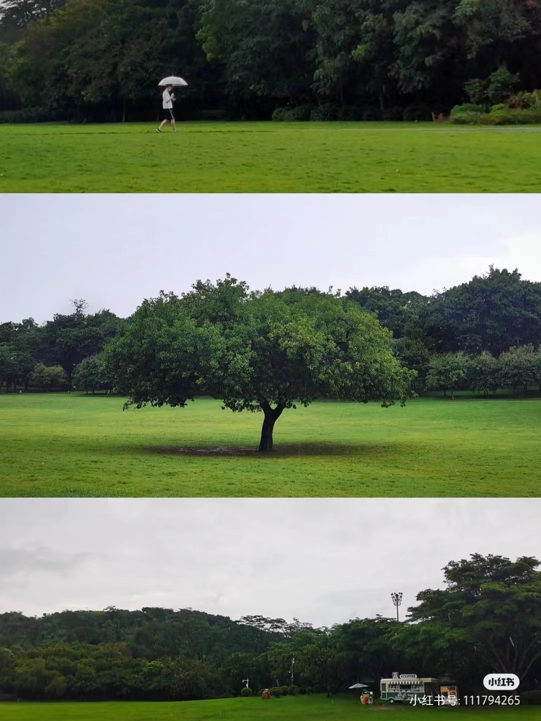 周末森林公园推荐深圳宝安,深圳森林公园登上山顶看美景