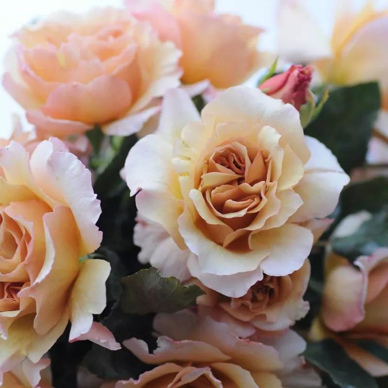 常见切花月季一览（45）