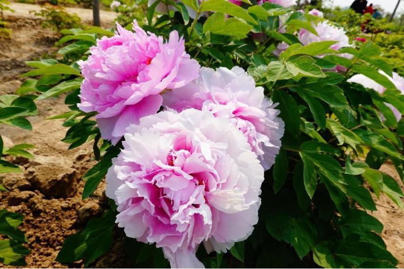 仙人掌墨西哥国花,仙人掌哪个国家的国花