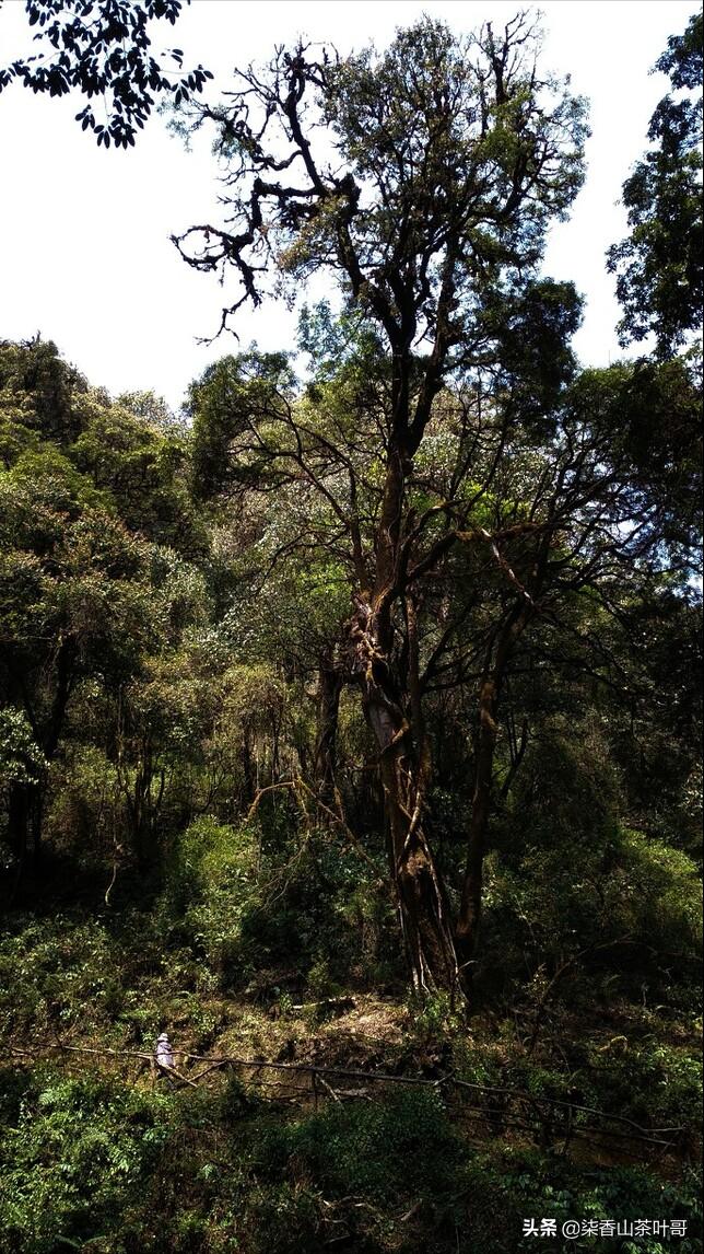 野生茶适合做什么茶,野生茶叶好喝吗