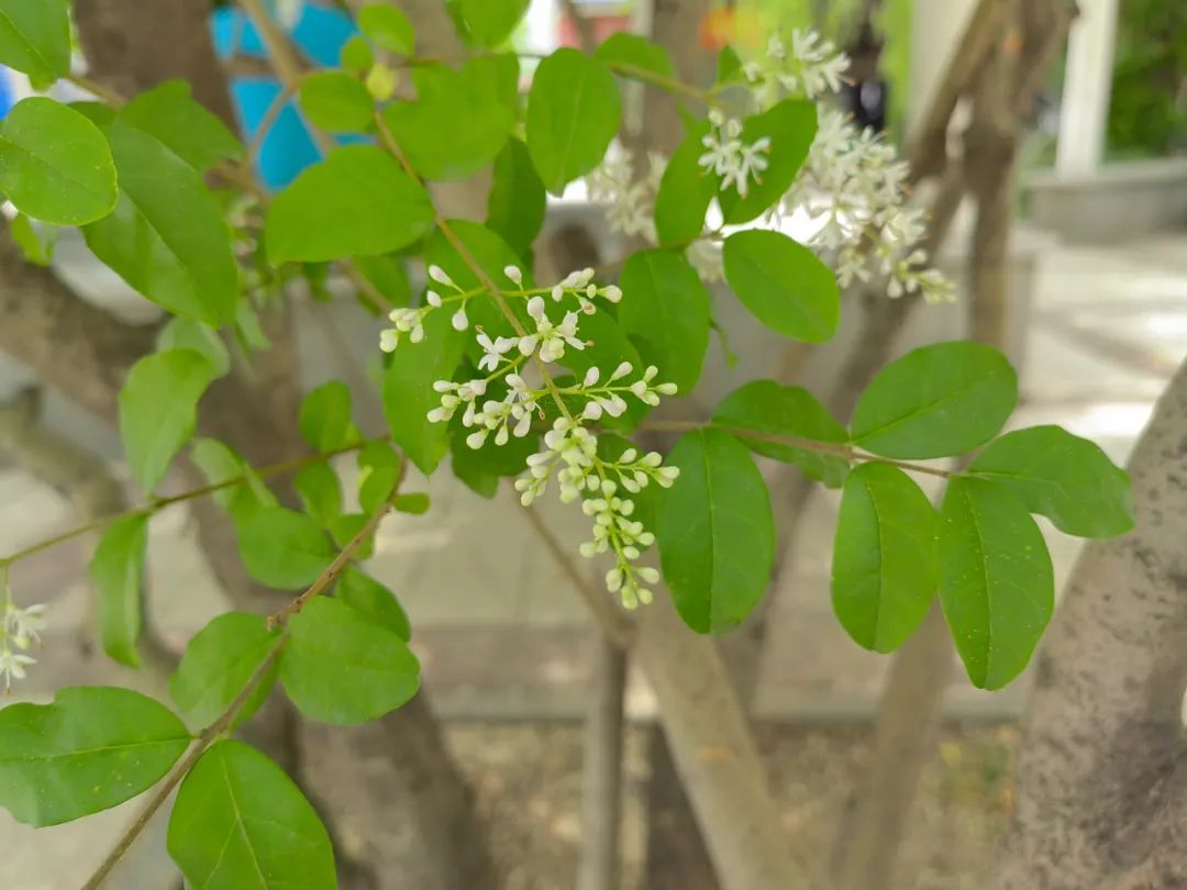 小蜡和小叶女贞区别,小叶女贞和水蜡叶片的区别