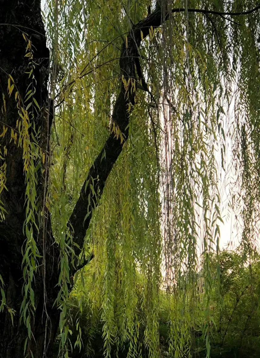 你还知道哪些关于清明节的知识,你知道关于清明节的习俗和诗句吗