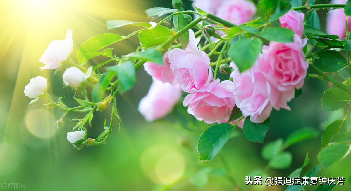 强迫症痊愈者自述视频,强迫症患者康复经历