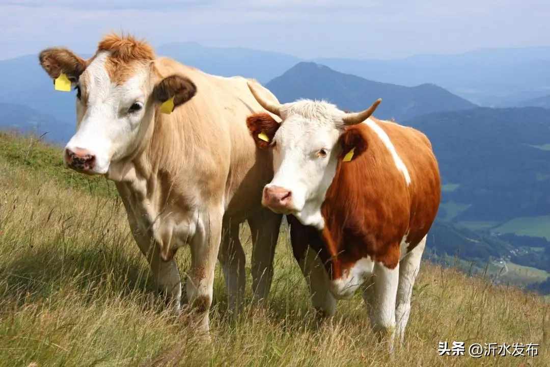 2023年财气最好的是哪几大生肖,2023年财运最好的是哪几个生肖