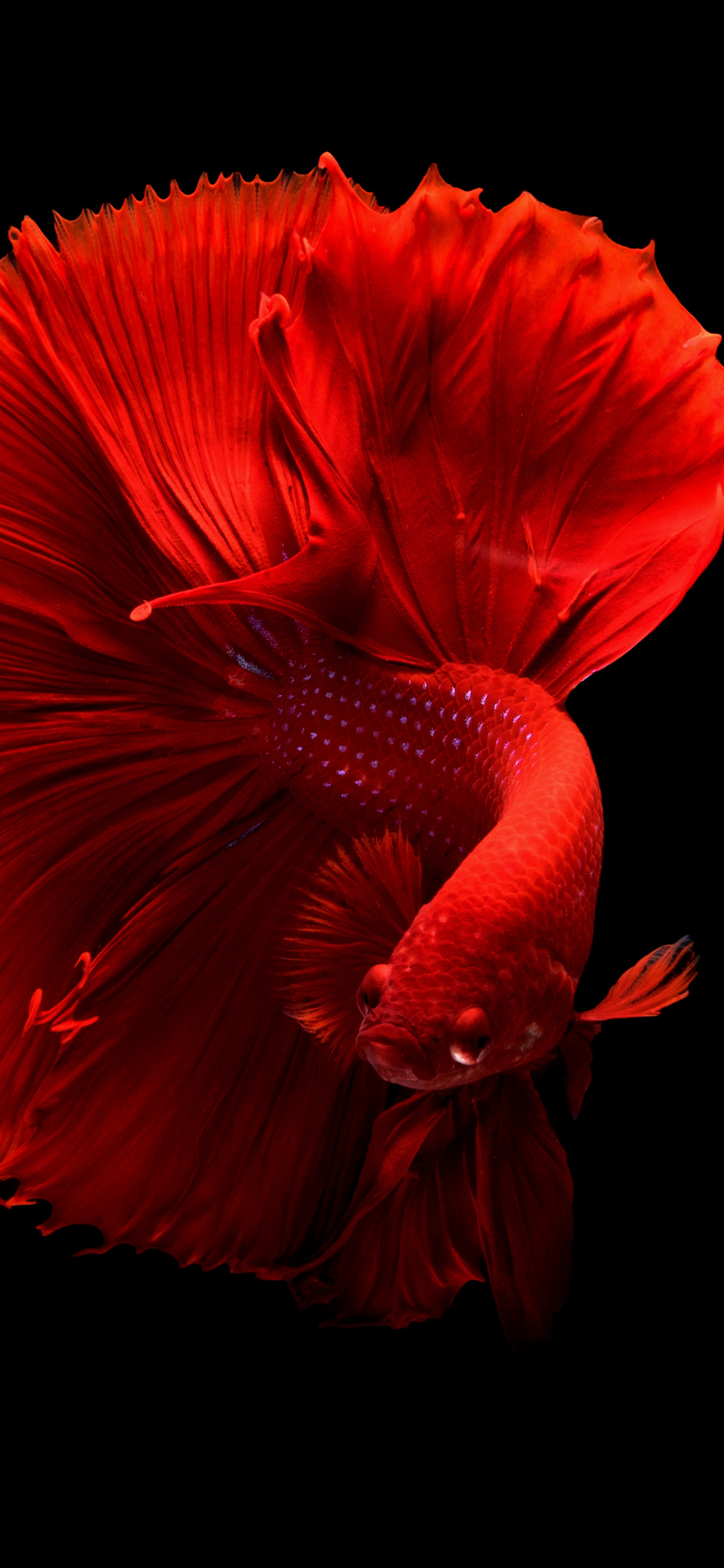 原图壁纸：鱼儿在海里游来游去，自由自在