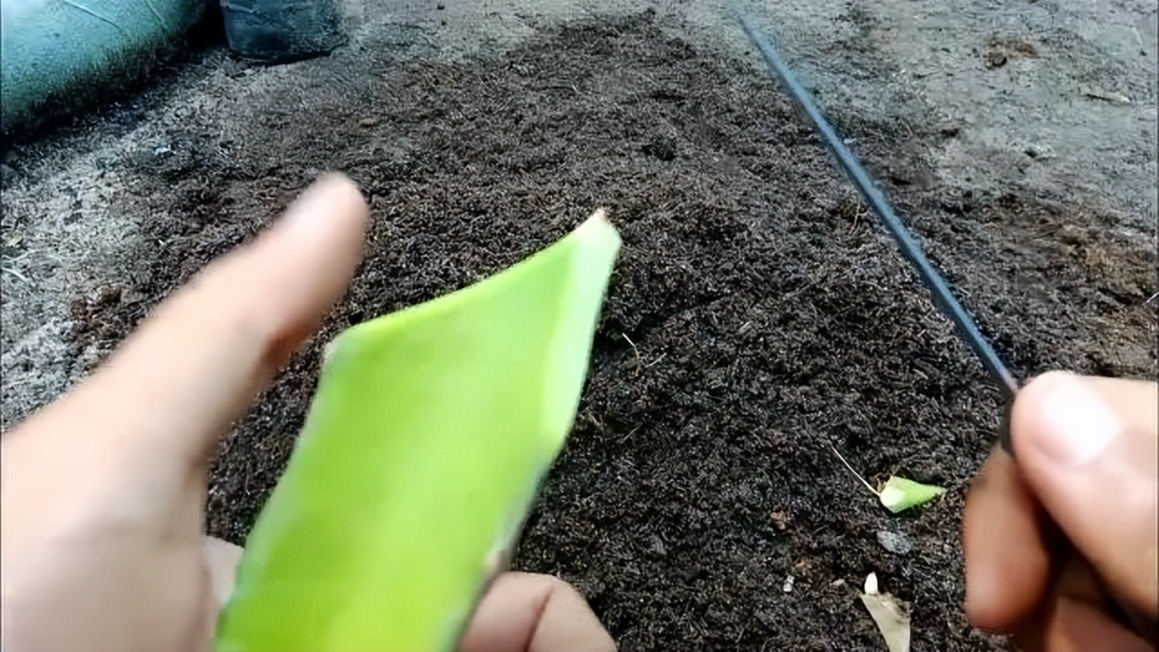 火龙果插枝越长越好吗,火龙果是幼枝插好还是老枝好