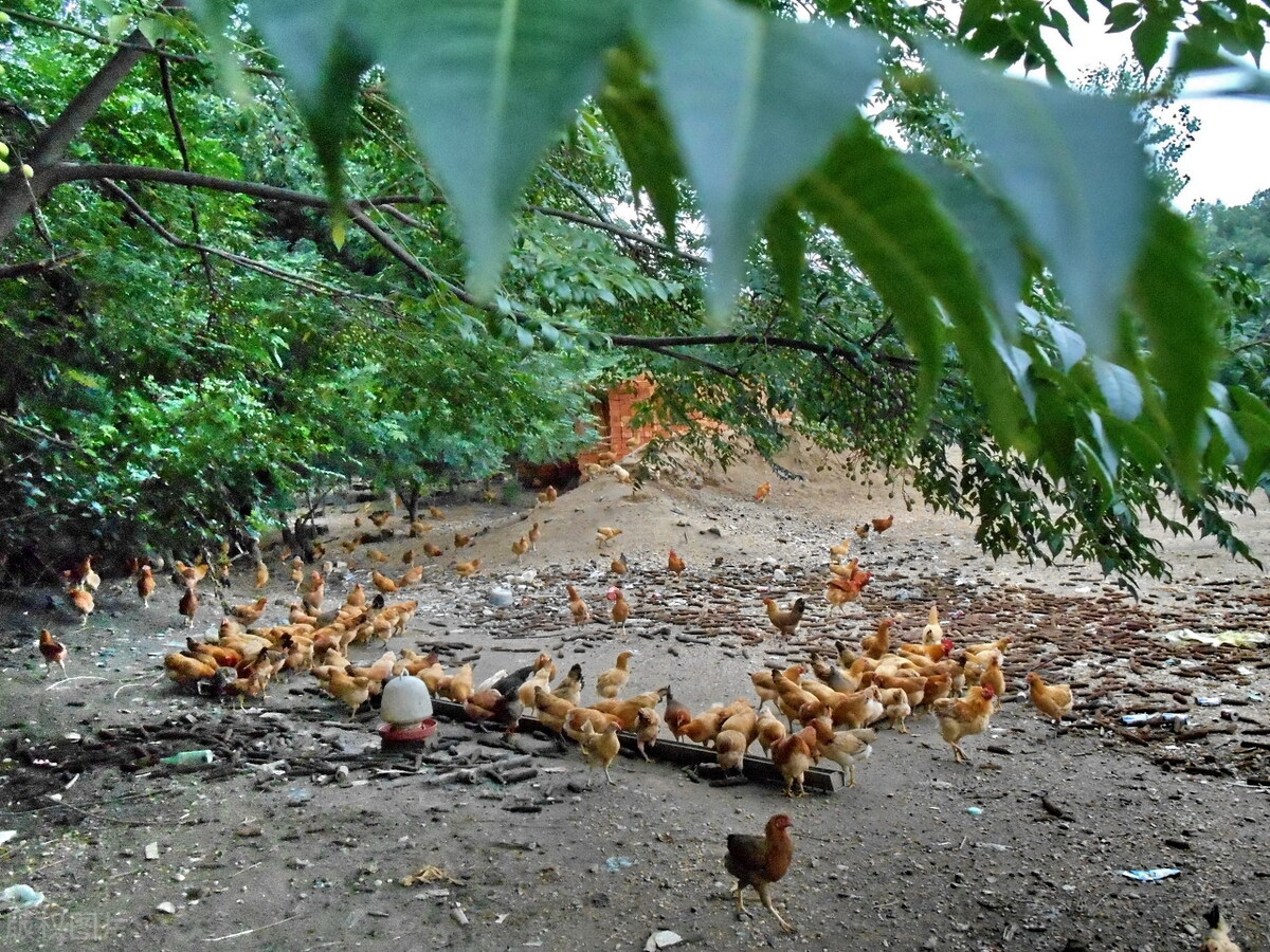 鸡的皮肤病症状图片,鸡得癣病怎么治