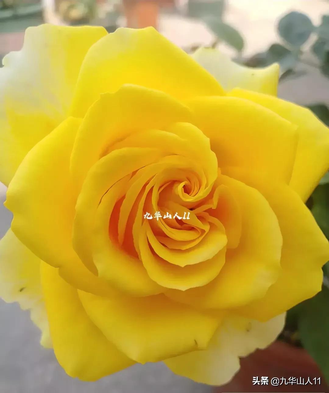 20cm大花重瓣月季品种,黄颜色大花月季是什么品种