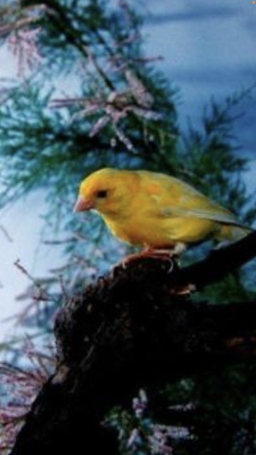 唐朝杜甫绝句,唐代诗人杜甫的经典名句