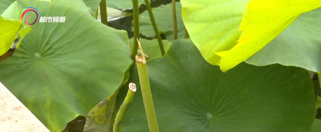 精心打扮出去拍照,大观公园荷花拍照技巧