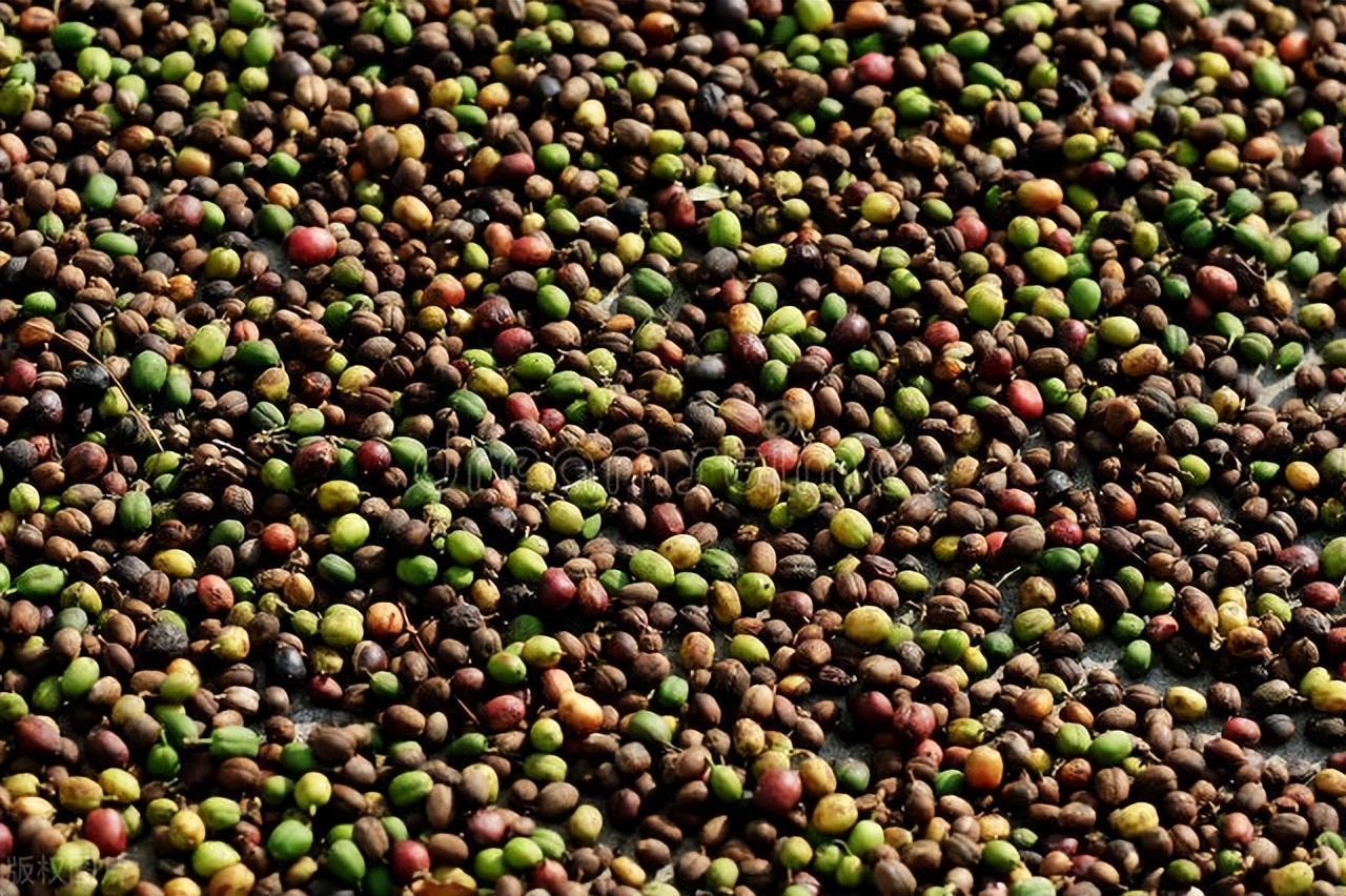 最出名的猫屎咖啡,什么猫屎咖啡最好