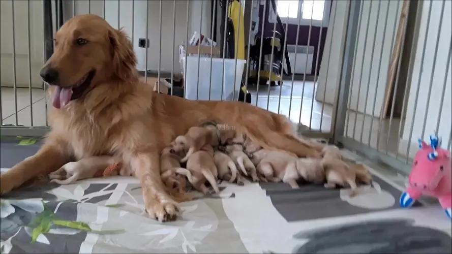 母狗为了保护幼崽视频,母爱如山为了孩子可以付出多少