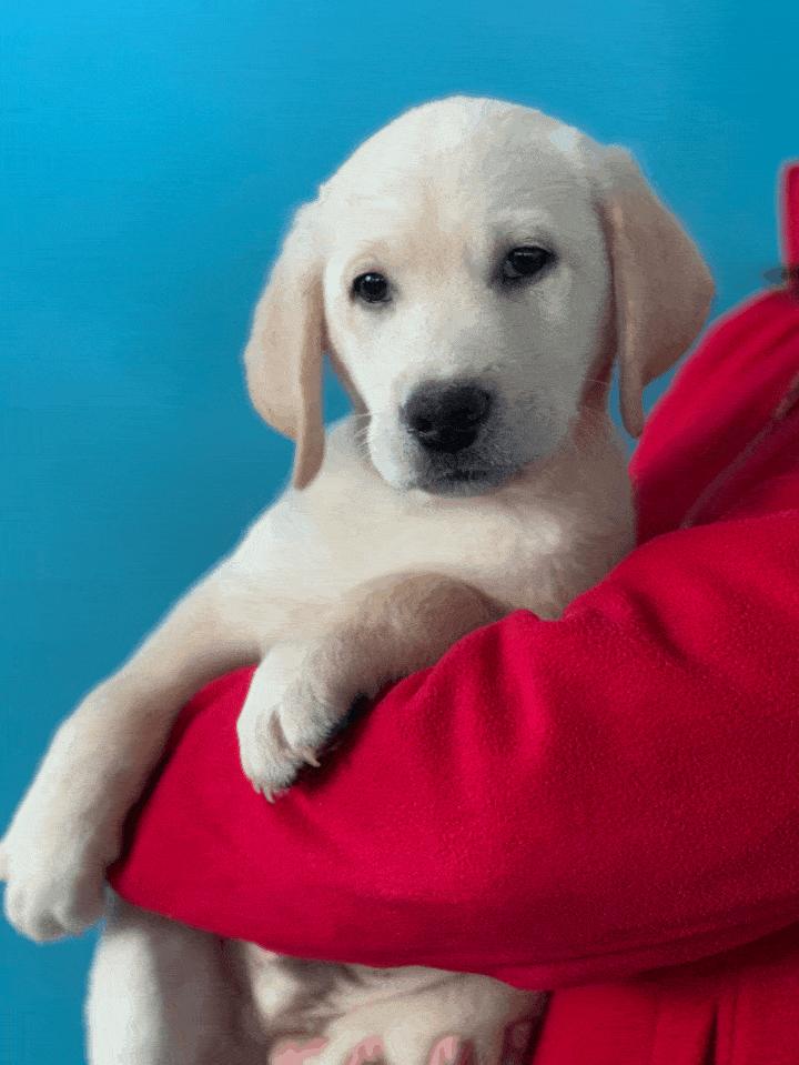 家里有小孩的适合养什么品种狗狗,最适合有小孩家庭养的狗狗