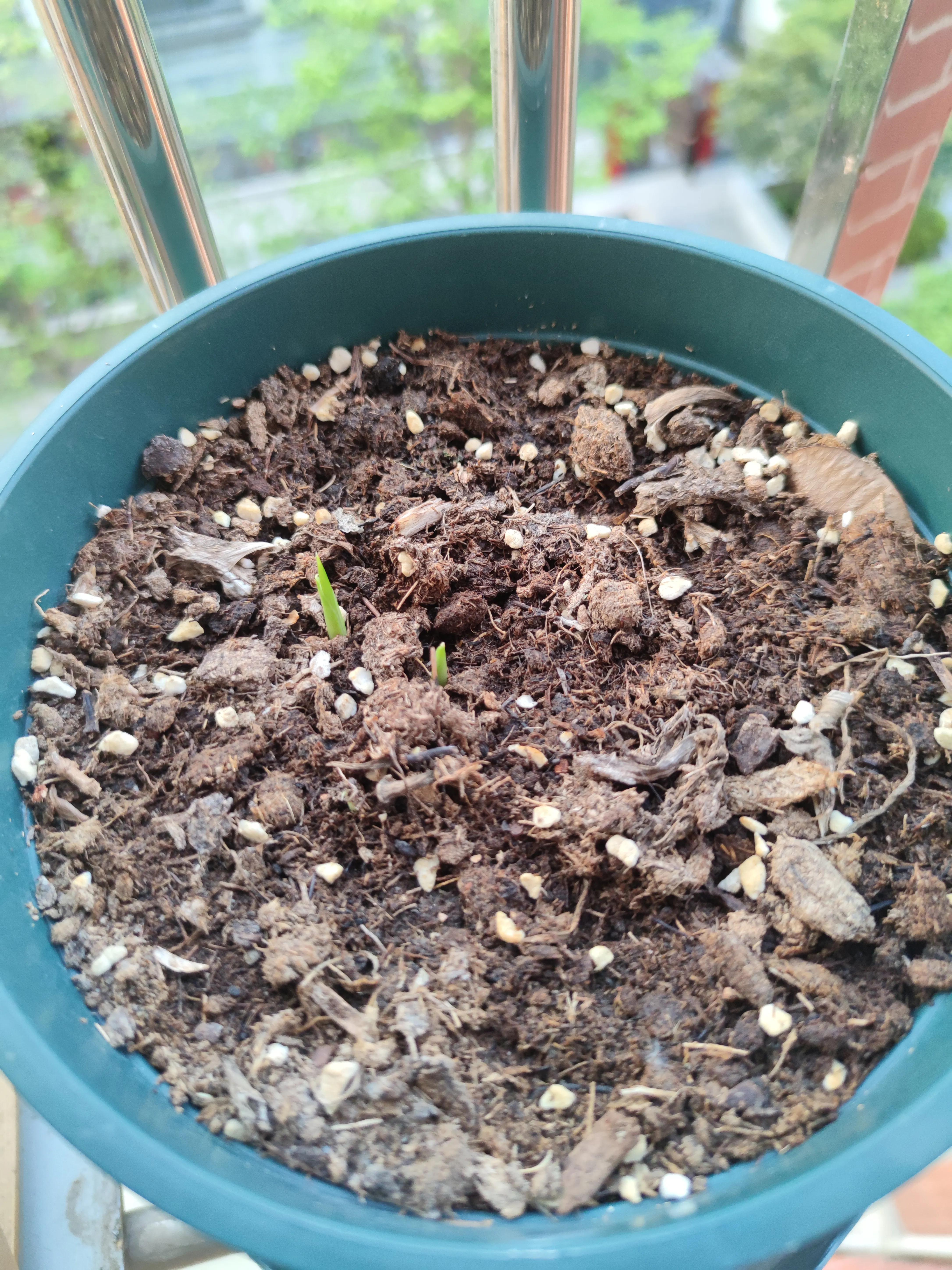 彩色马蹄莲易复花吗,马蹄莲的养护方法快速开花