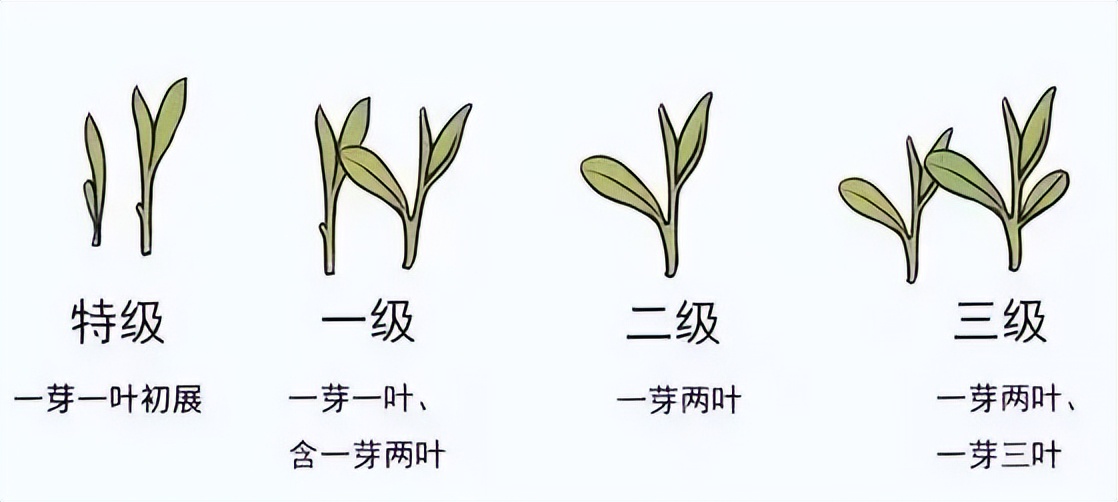 买茶不踩坑推荐什么茶好喝,买茶的技巧视频教程大全