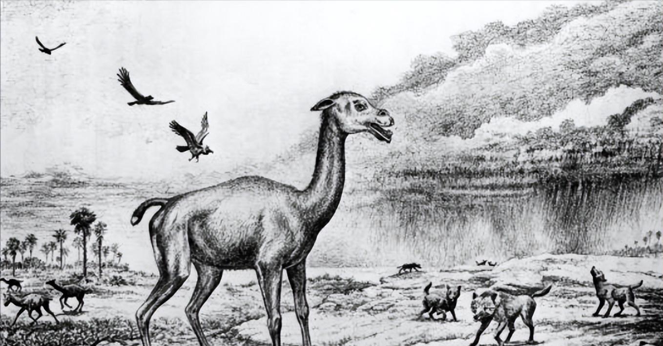 生存战争骆驼和驴,生存竞争