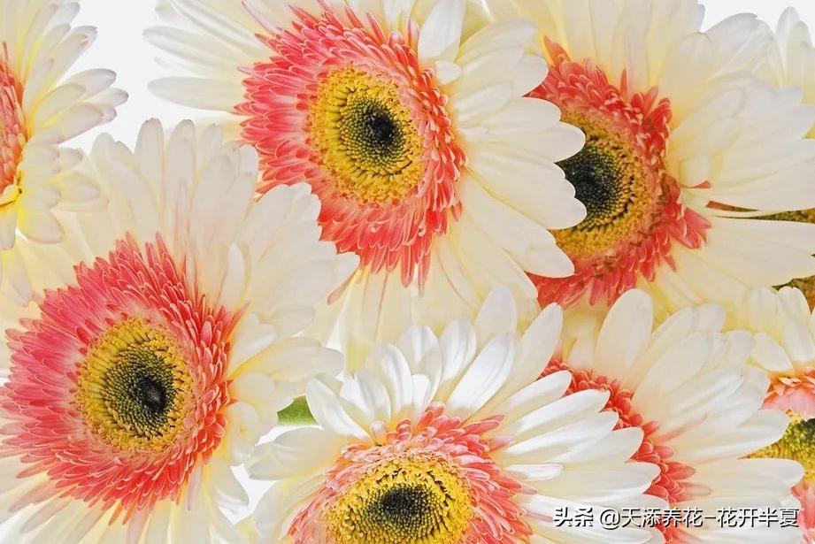 扶郎花的花语和寓意150字简介,扶郎花的花语和寓意