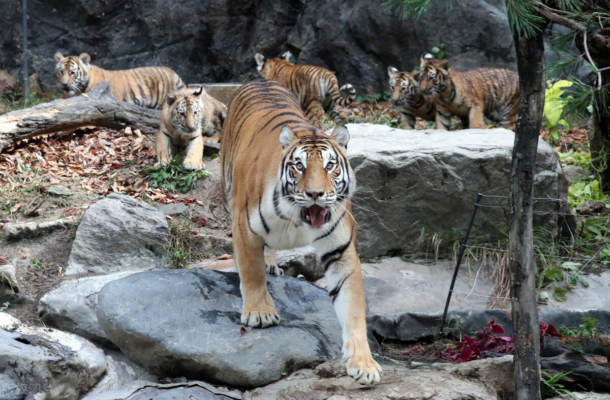 各个国家的国宝大全,世界上的各个国家的国宝