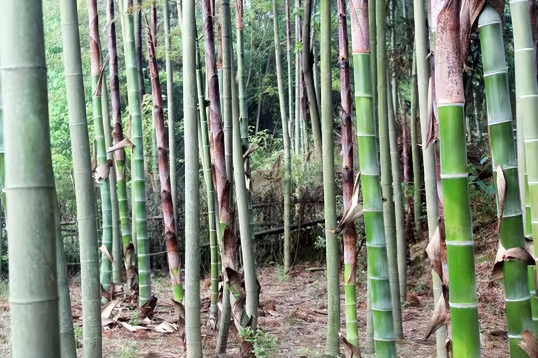 【原创】散文·江南春笋