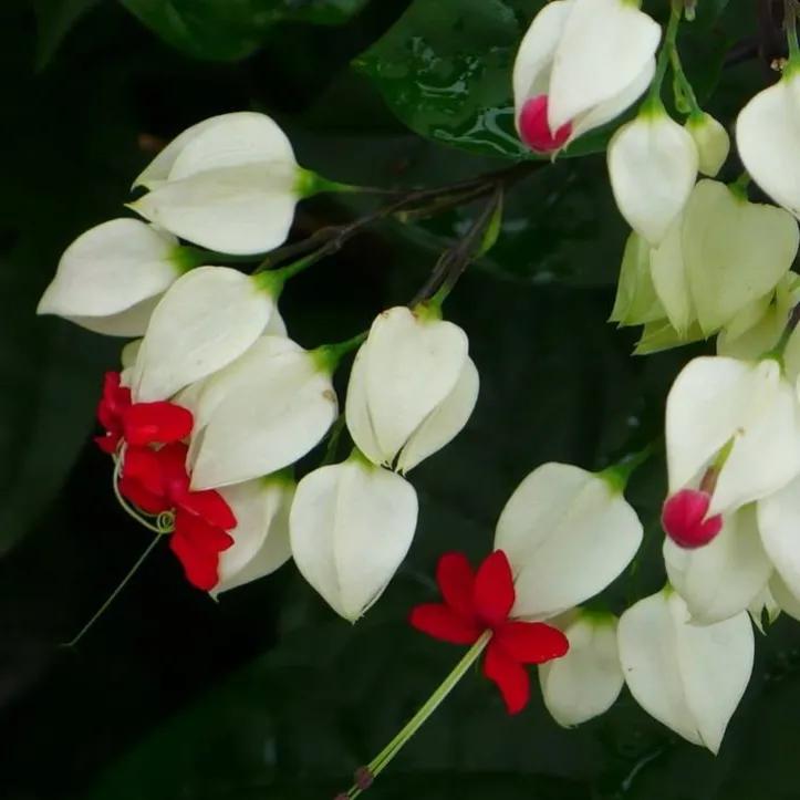 春夏之交，越来越多的花含苞欲放，这一百种娇媚蓓蕾真是美不胜收