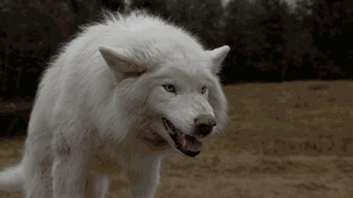 狗狗狂犬病10天观察法,狗狗得狂犬病早期的10个征兆