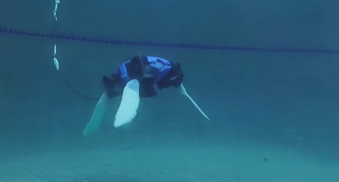 科企岛：海龟机器人，在水中和陆地上游泳