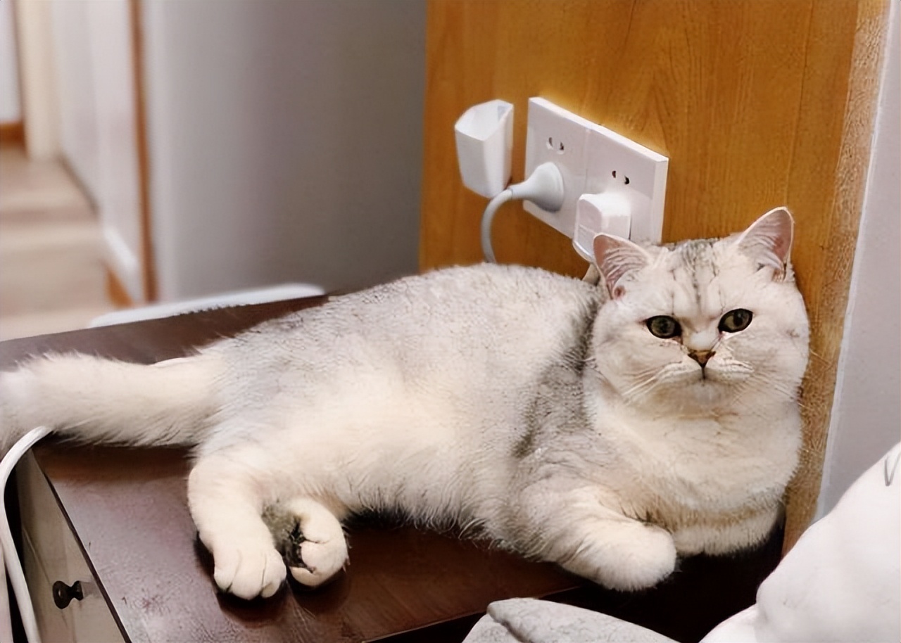 国内禁止养的四种猫,已经养了的禁养猫怎么处理