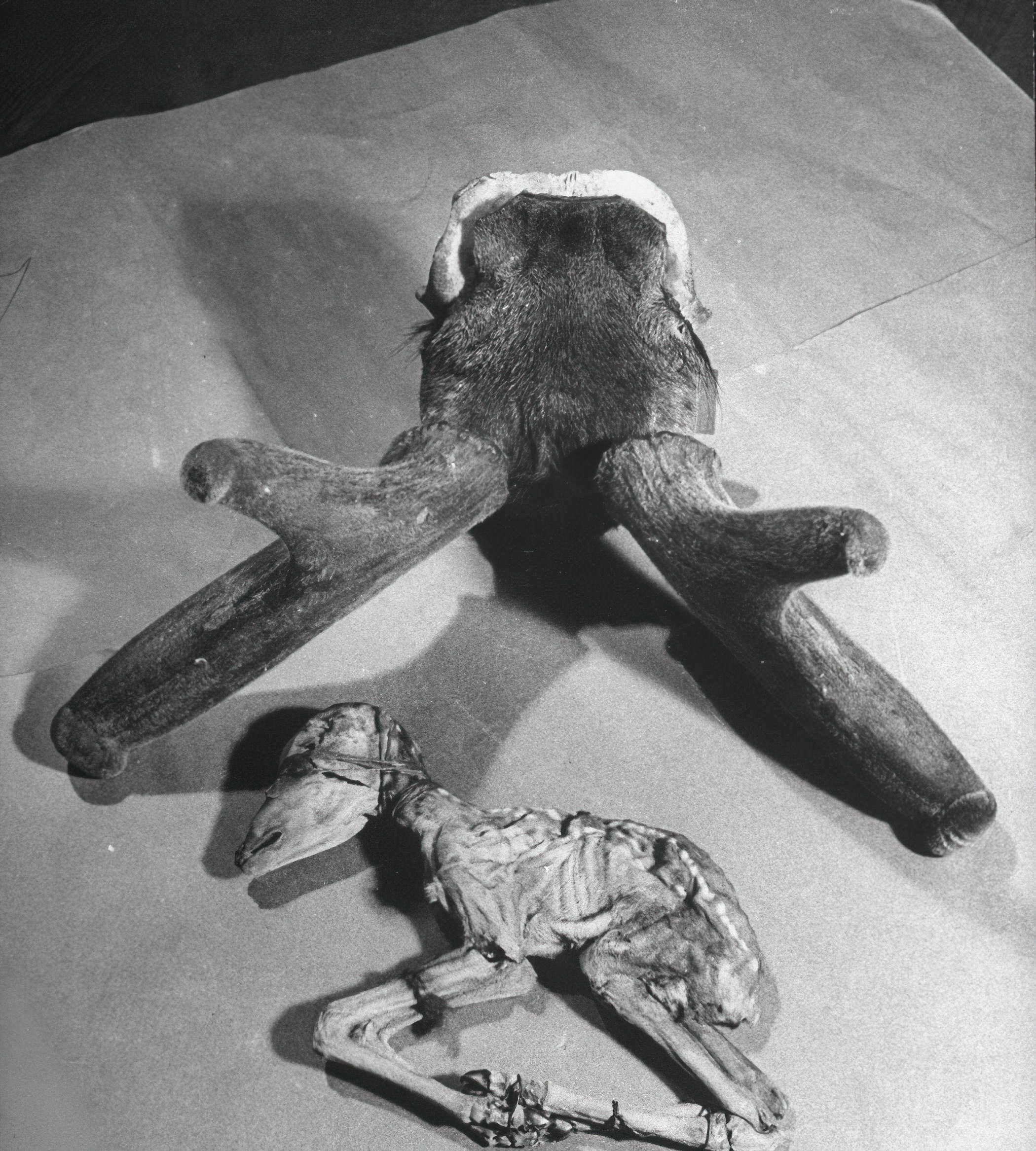 八十年前的中药,以前80年代的药品