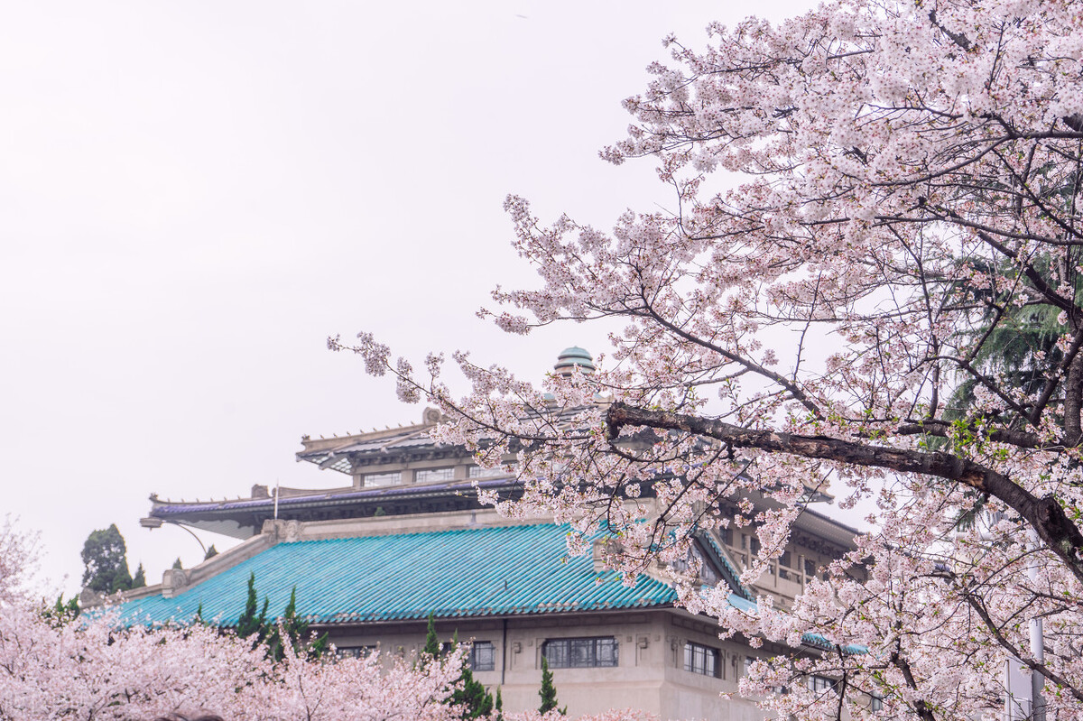 枝头烂漫，堆云叠雪，万顷开无际——樱花，岁岁花开树树春