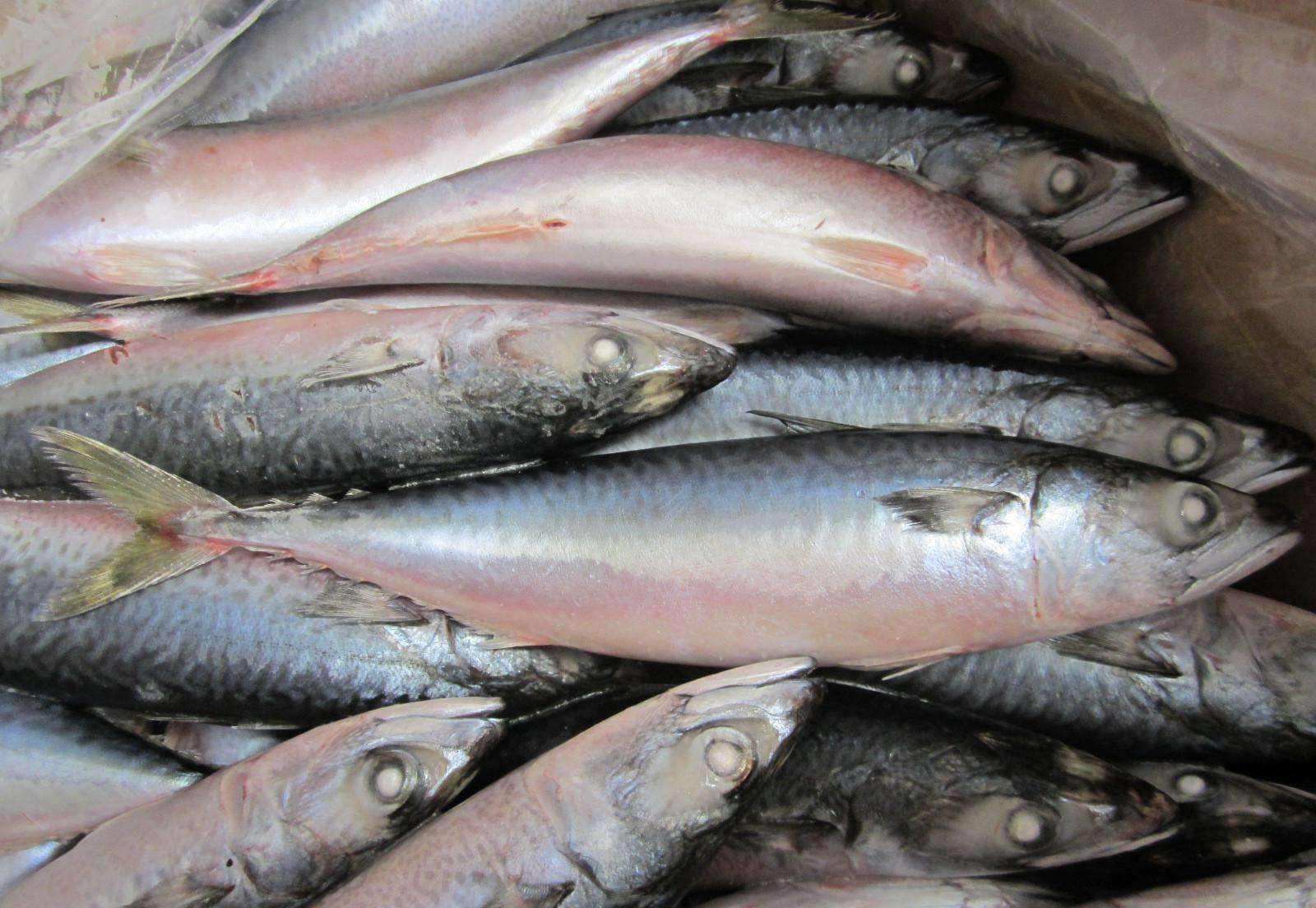 纯野生养殖不了的海鱼,如何挑野生海鱼跟养殖海鱼