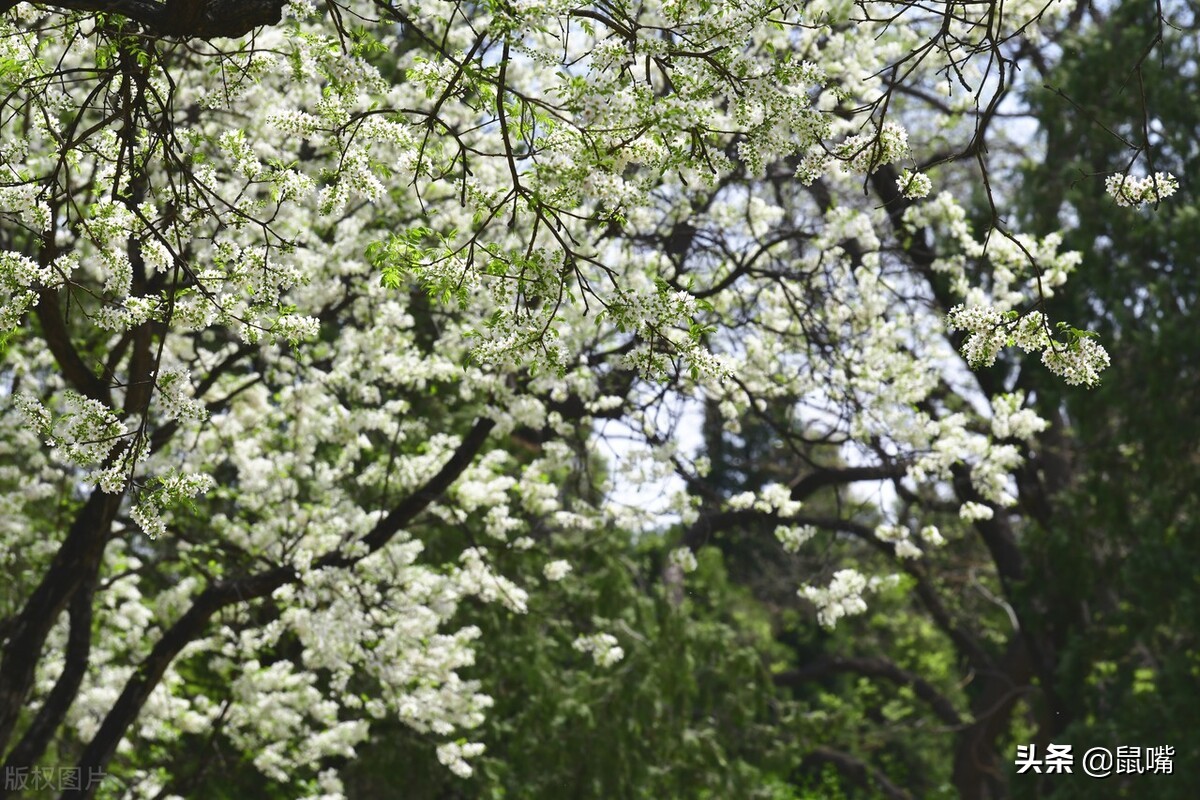 史记原文及译文16字,史记译文5