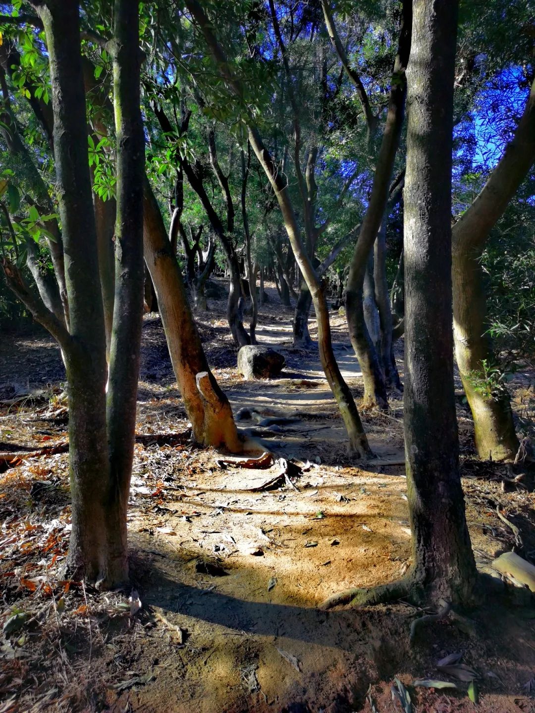 周末森林公园推荐深圳宝安,深圳森林公园登上山顶看美景