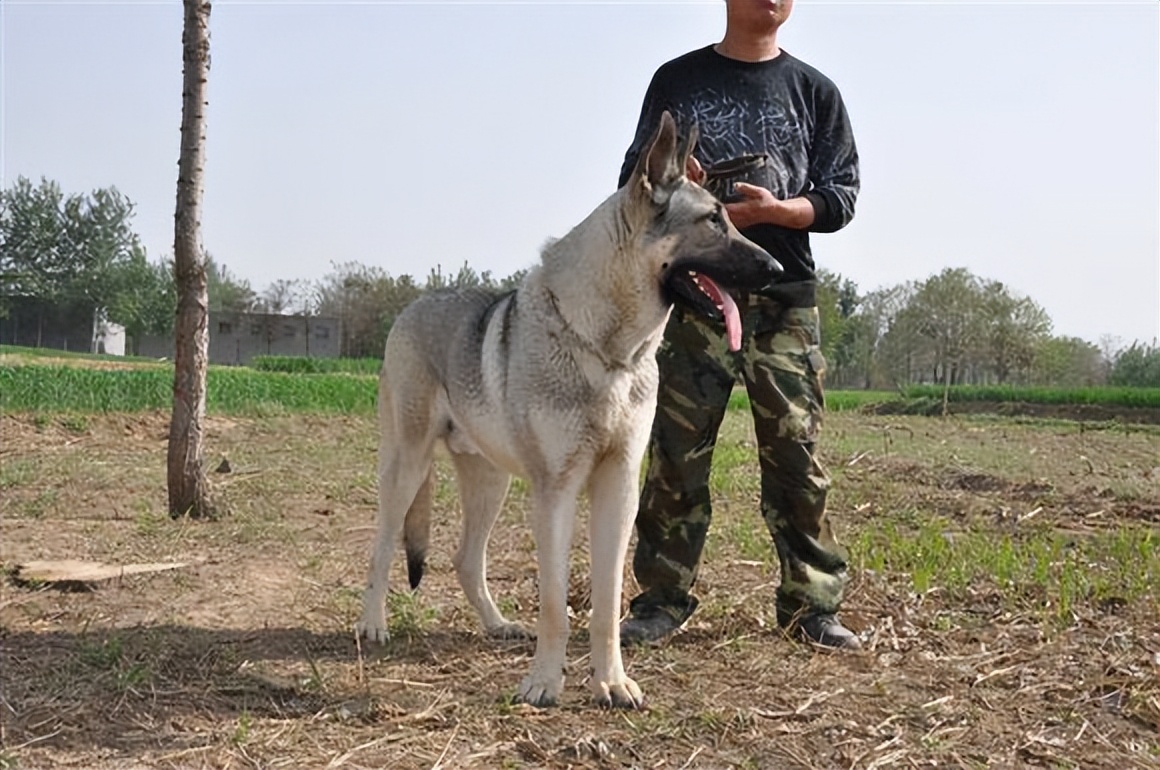 养狼青犬注意事项,养狼青犬
