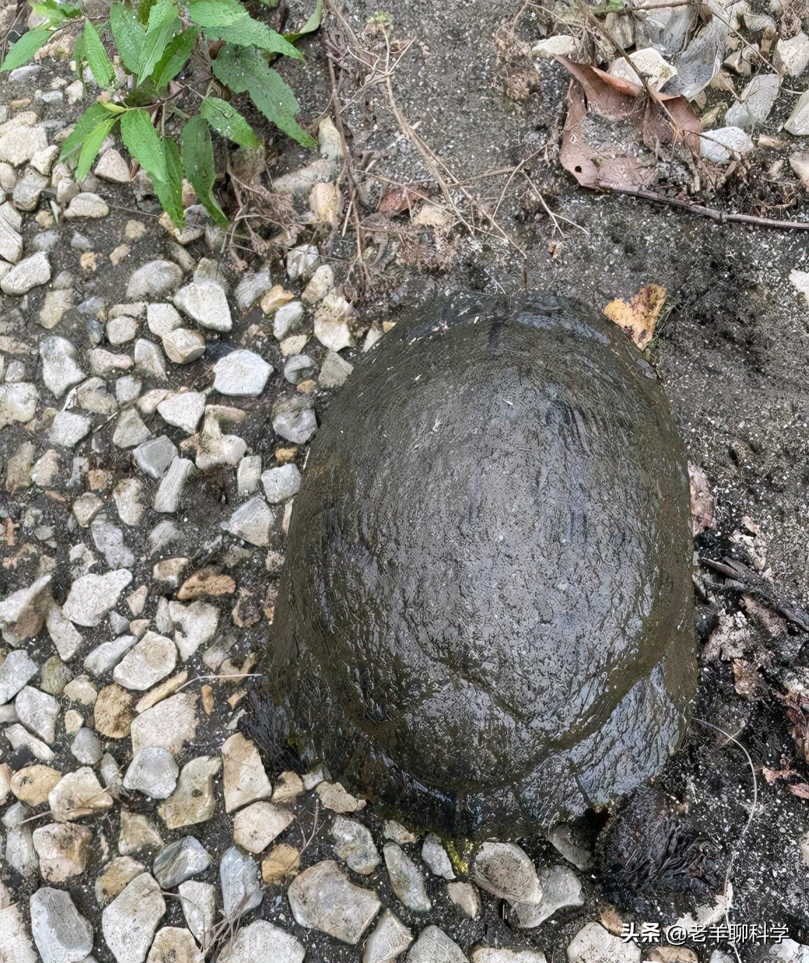 钓鱼遇上放生的人,钓鱼遇放生人视频