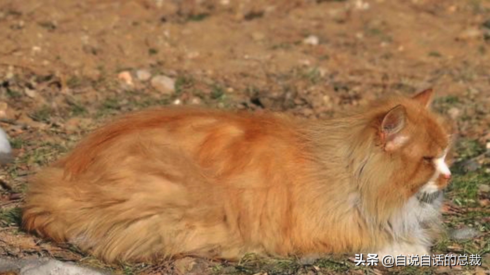 液体猫是真的吗,为什么都说猫咪是液体猫