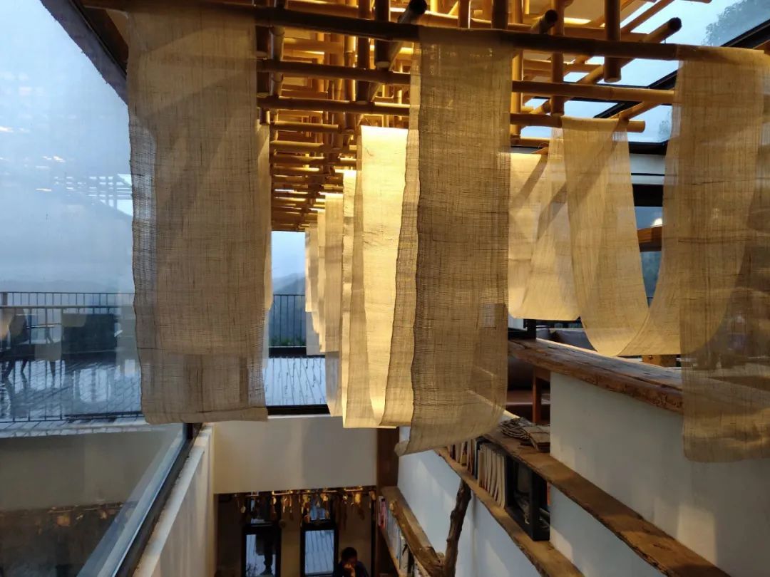 苎麻草,苎麻属于哪类草