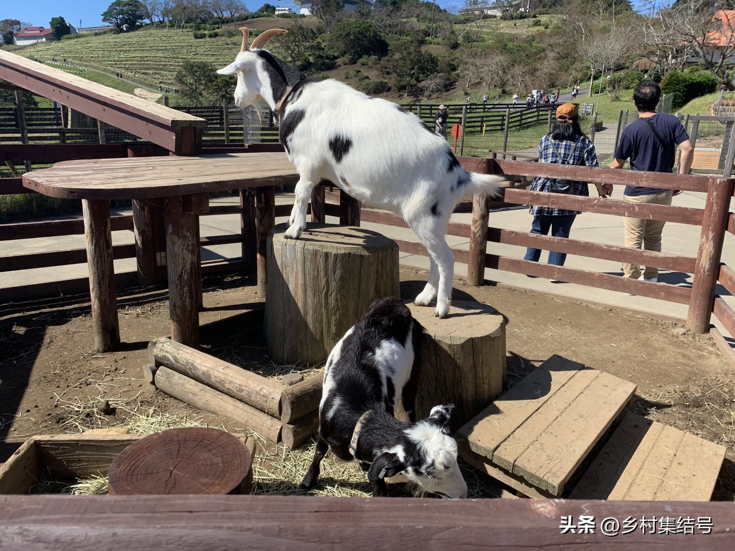 日本亲子农场主题乐园,日本妈妈牧场成功的原因