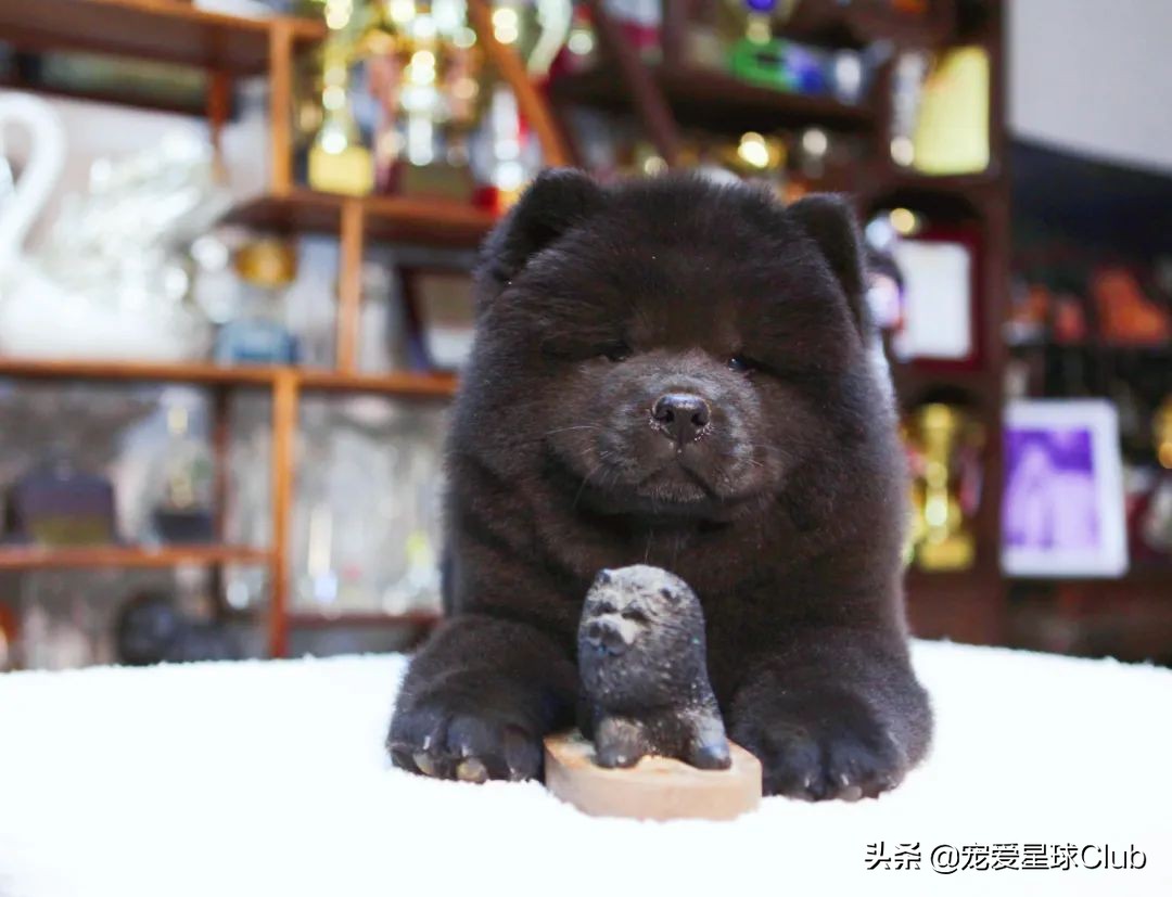 松狮犬是大型犬吗,松狮犬宠物百科