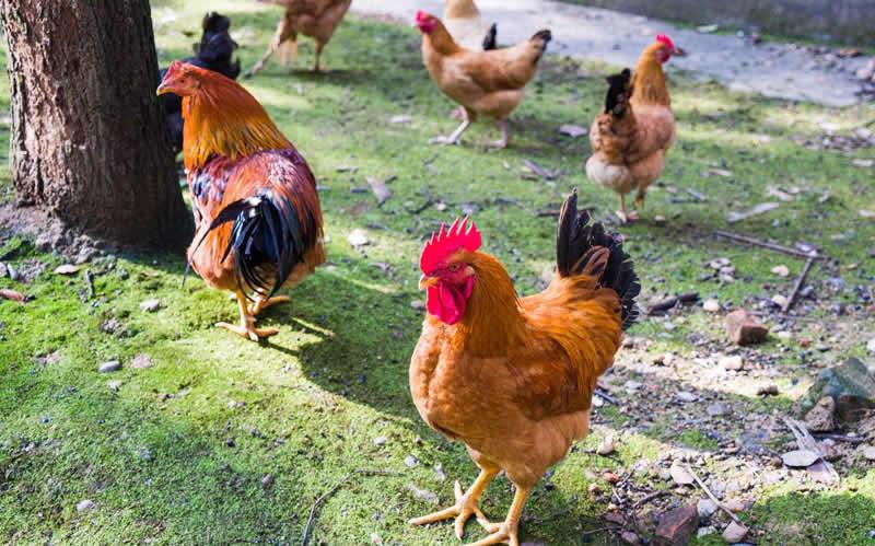 种植业什么最赚钱农村,农村种植创业成功的方法有哪些