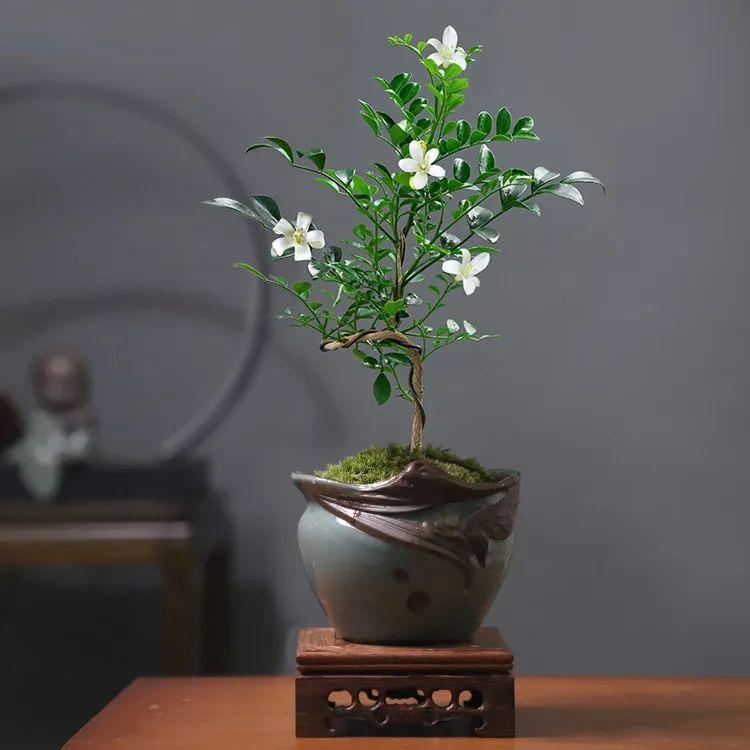 适合在客厅养的香花,家里客厅适合养什么花植物排行榜