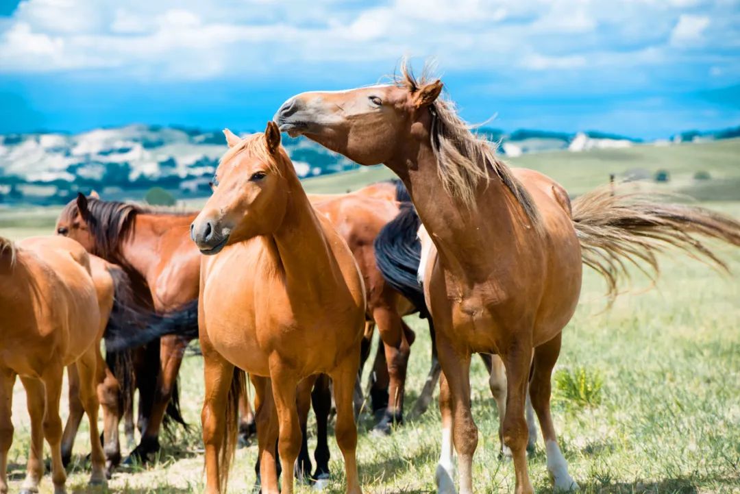 离北京最近的草原避暑胜地,华北夏季避暑好去处
