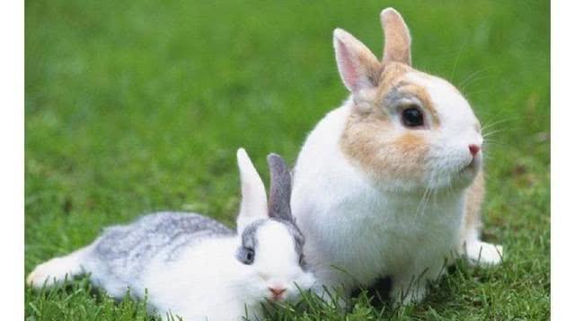 千年的王八万年的龟经典语录,千年王八万年龟下一句人生智慧