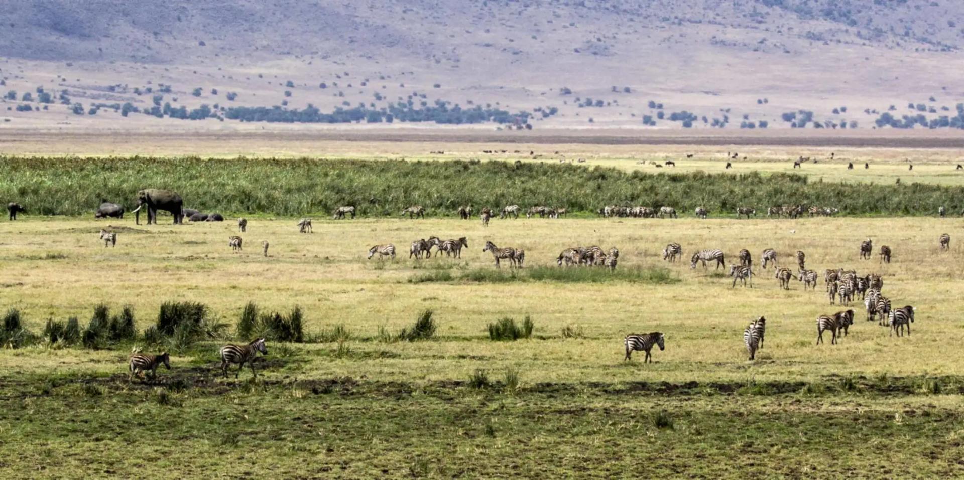 高加索野牛为什么会灭绝,高加索野牛为什么灭绝