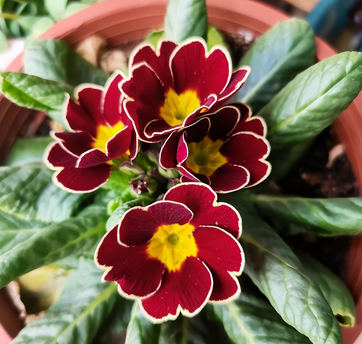 浇水后兰花盆底还是积了少量的水,给花浇水水全部从底部流走