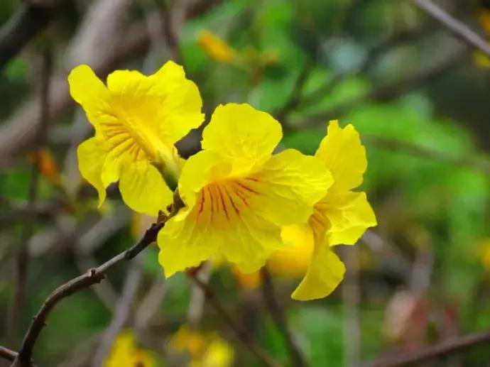 国色天香秀色可餐的美女 (秀色可餐与国色天香)