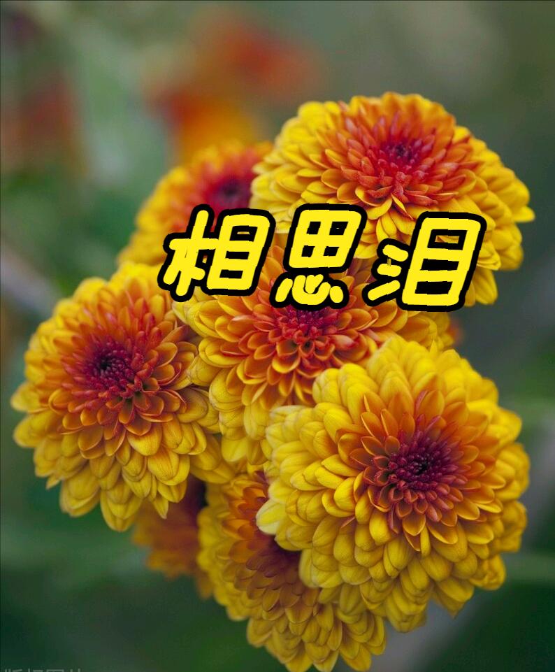 清明节雨纷纷举国上下寄哀思,清明节伤感词思念天堂的父母