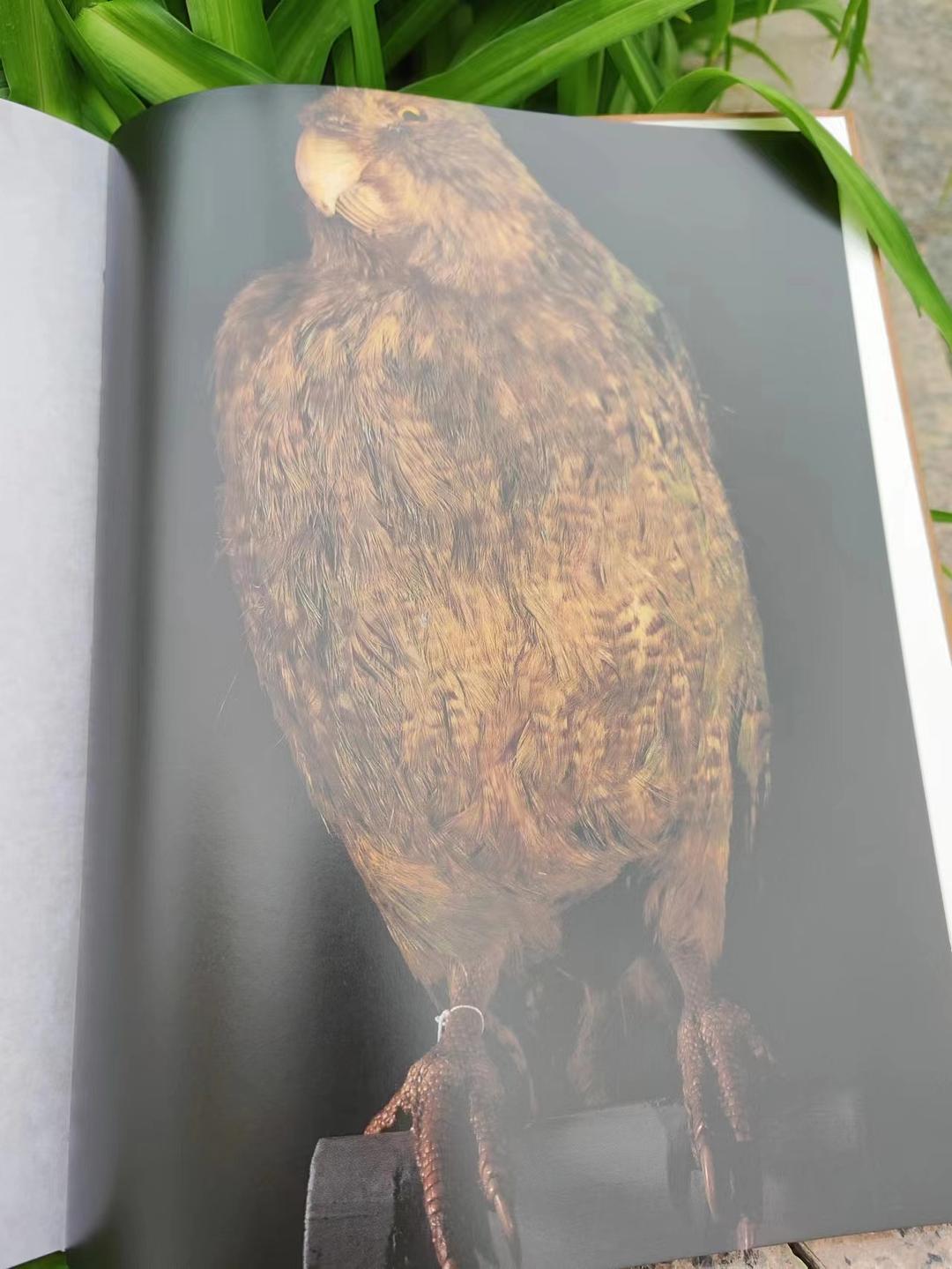 消失的动物世界视频,消失动物图鉴