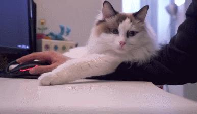 最不建议养的10种猫,猫界中哪只猫脾气最差