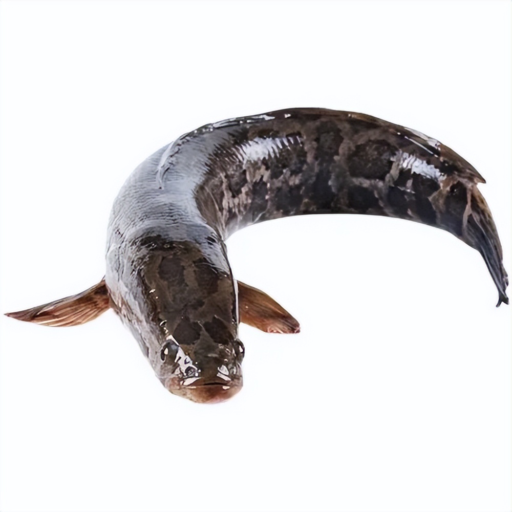 黑鱼诺卡氏病如何预防,黑鱼诺卡氏菌特效药